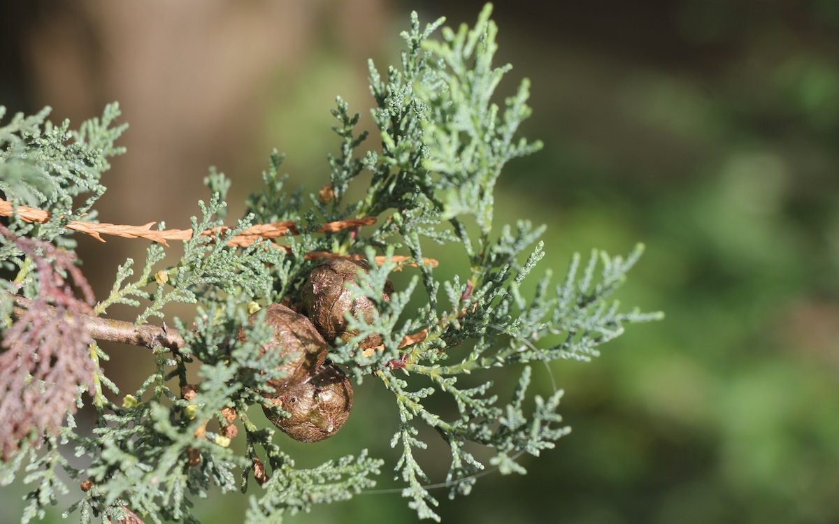 Cupressus macnabiana bildet kleine, zierliche Zäpfchen aus. 