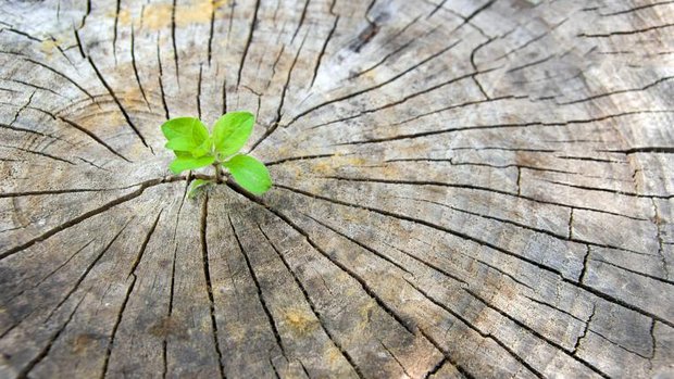 Kleiner Baum auf Holz