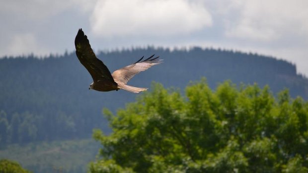 steinadler