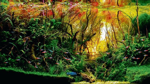 Das Aquascaping hat stets die Natur zum Vorbild. 