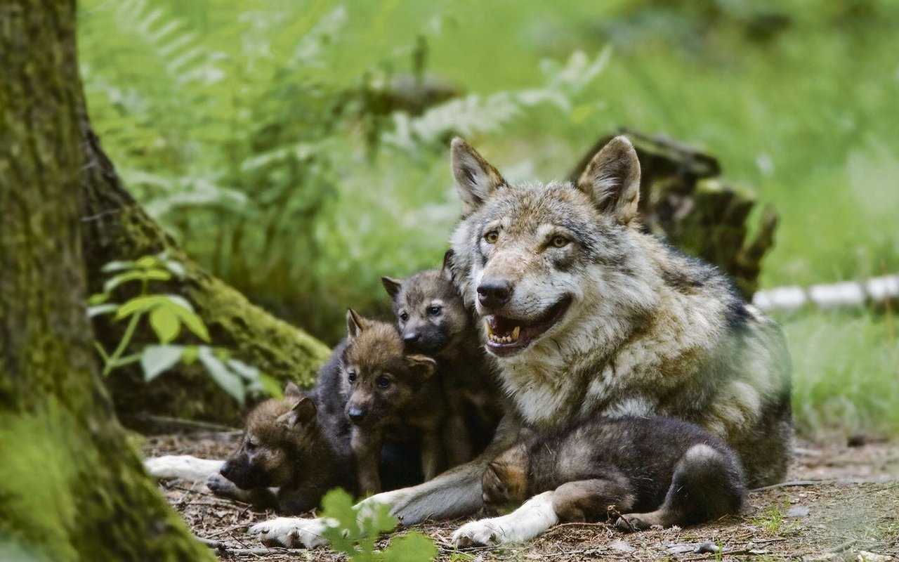 Ein Wolfsrudel besteht aus einem Wolfspaar, dessen Welpen und den Jungtieren des Vorjahres. 