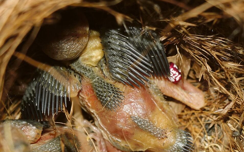 Die geschlossen beringten Jungvögel werden zurück in das Nest gesetzt und von den Altvögeln weiter aufgezogen. 
