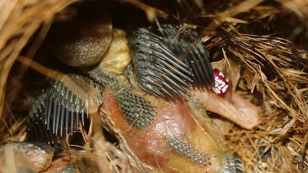 Die geschlossen beringten Jungvögel werden zurück in das Nest gesetzt und von den Altvögeln weiter aufgezogen. 