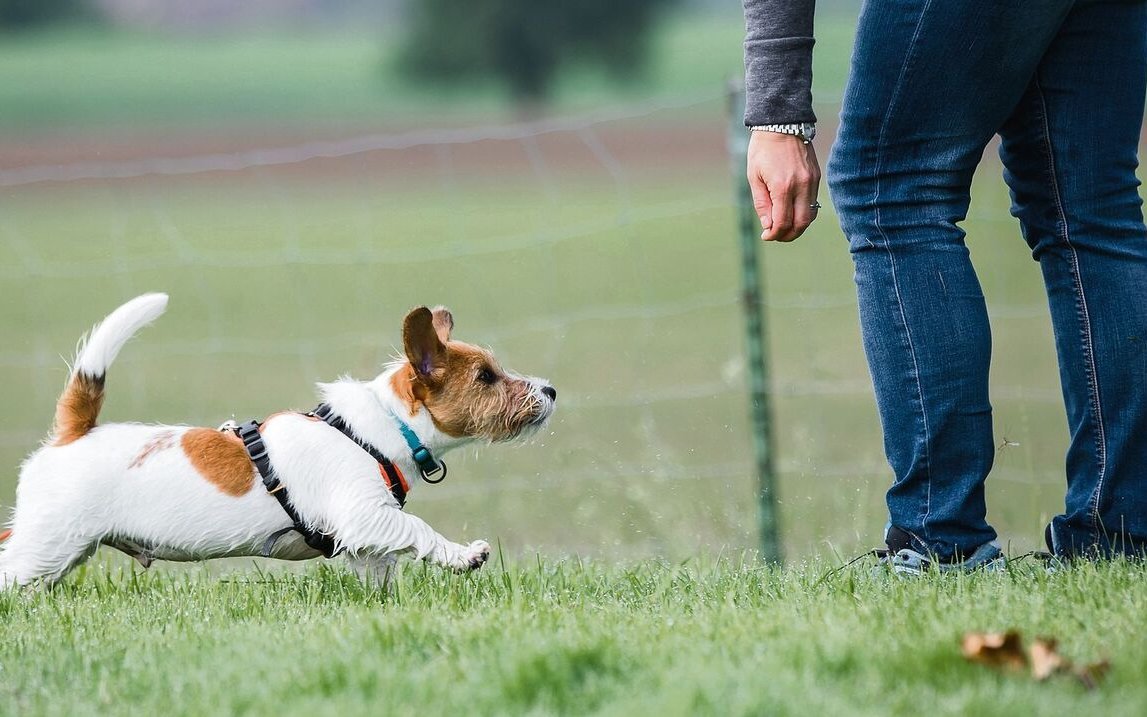 Weg von Drohen und Strafen hin zu einem bedürfnisorientierten Umgang: Das ist das Ziel des Vereins "Fairplay mit Hund".
