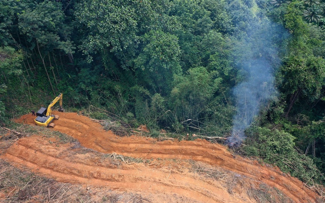 Weltweit werden nach wie vor jährlich Millionen von Hektaren Wald gerodet – und das meistens ohne gleichwertige Aufforstungspläne.