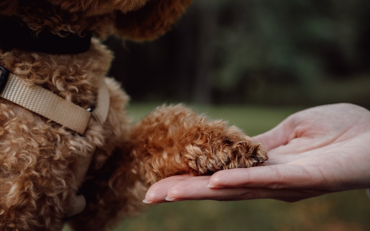 Hunde begleiten Menschen schon seit Jahrtausenden.