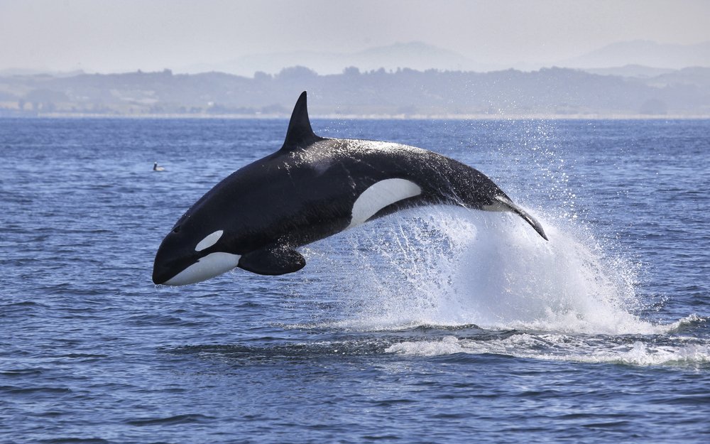 Der Orca kann bis zu neun Meter lang und sieben Tonnen schwer werden.