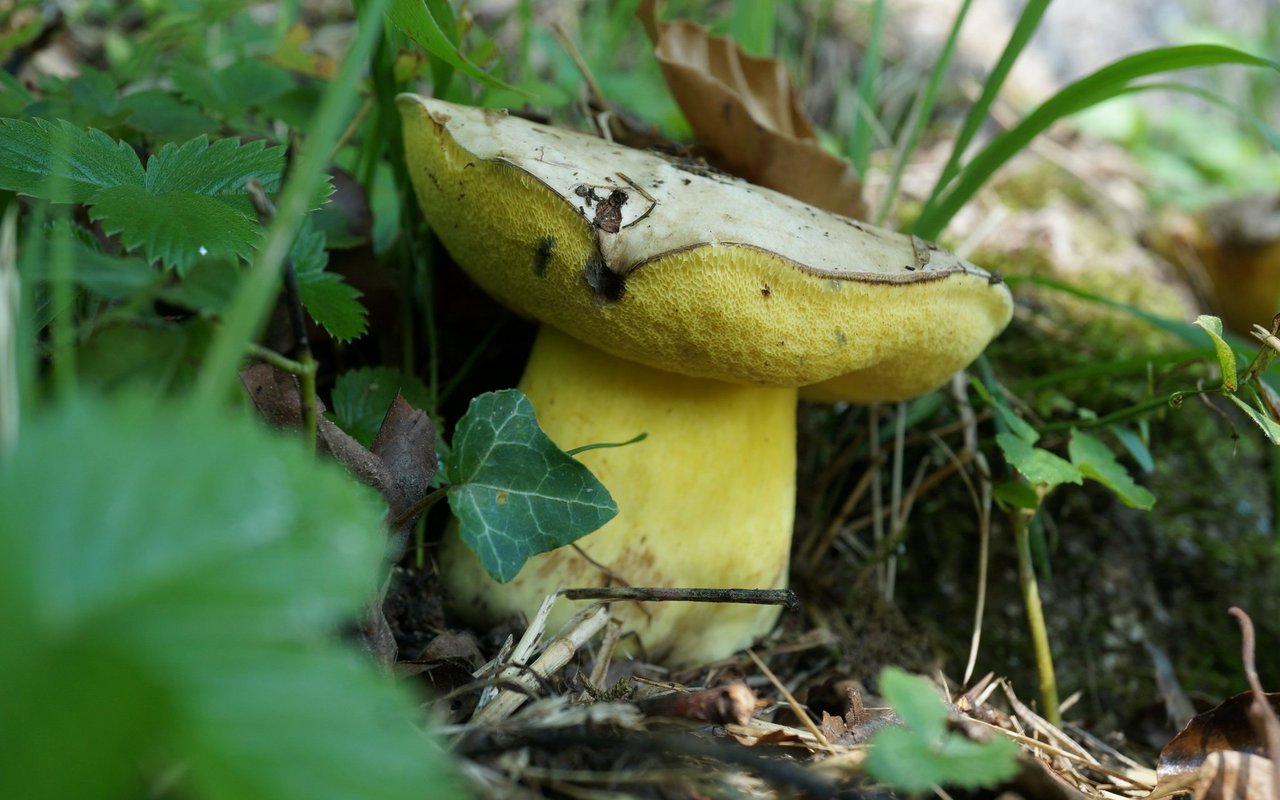 Ein Bitterröhrling, ein giftiger Röhrling, der gerne mit dem Steinpilz verwechselt wird