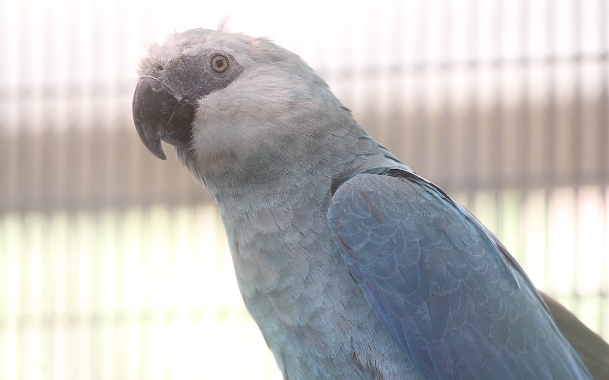 Spix-Aras, hier ein Exemplar aus der ehemaligen Zuchtanlage in Qatar, wurden in Brasilien wieder ausgewildert. 