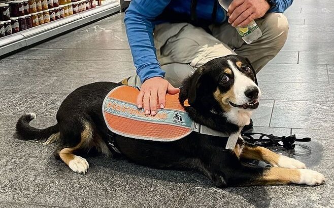 Tara weicht Diabetiker Jos Christoffel auch im Supermarkt nicht von der Seite.