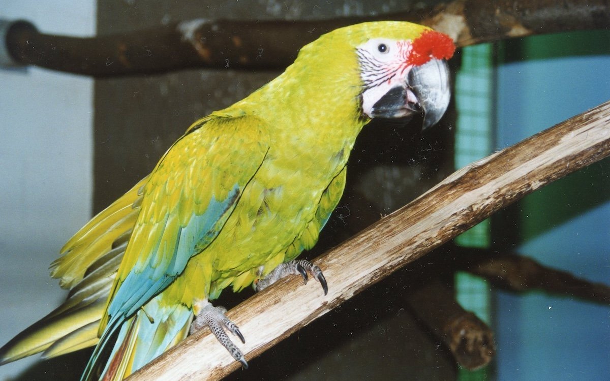 Die Grossen Soldatenaras sind Charaktervögel.
