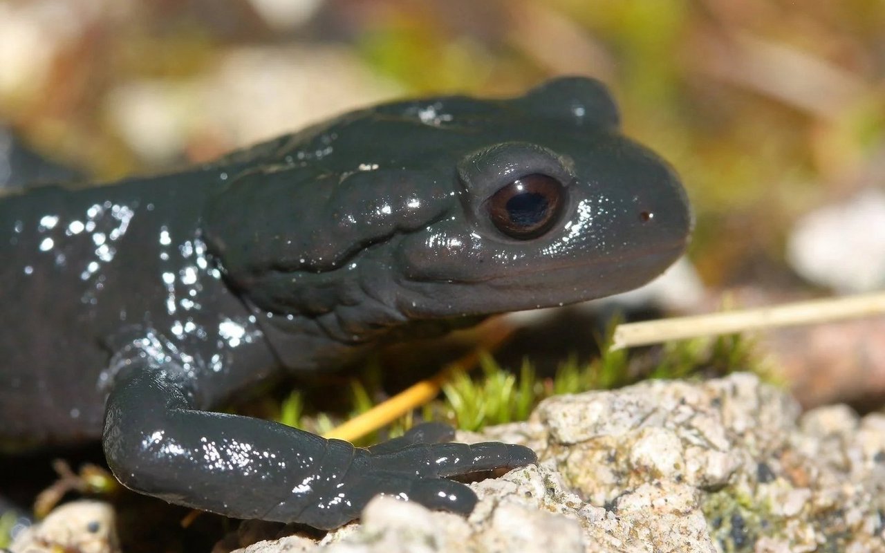 Alpensalamander gelten zwar noch nicht als gefährdet, stehen in mehreren Regionen unter Beobachtung.