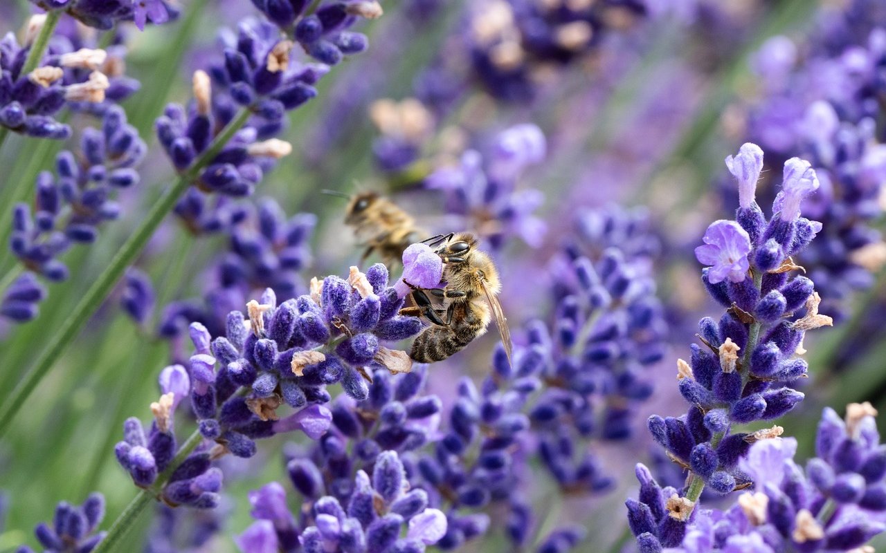 Echter Lavendel