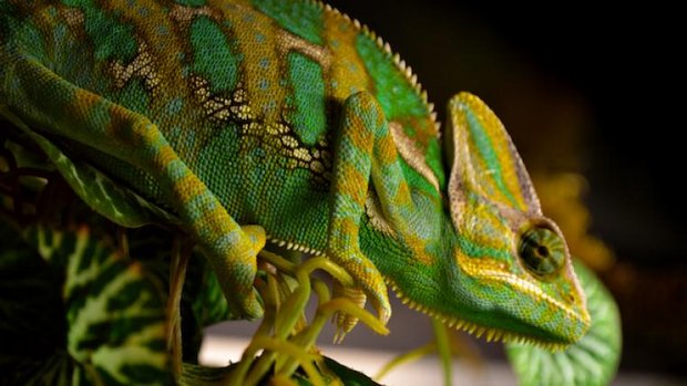 Reptilienschau