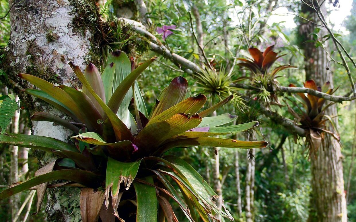 Aufsitzerpflanzen wie Bromelien, Orchideen und Blattkakteen, wie hier im Atlantischen Wald von Brasilien, nutzen ihre Wurzeln, um sich festzuhalten.