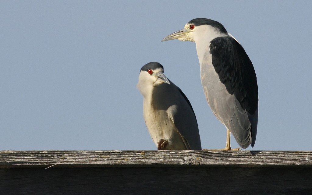 Nachtreiher