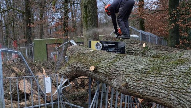 Schäden nach Sturm Burglind im Dählhölzli