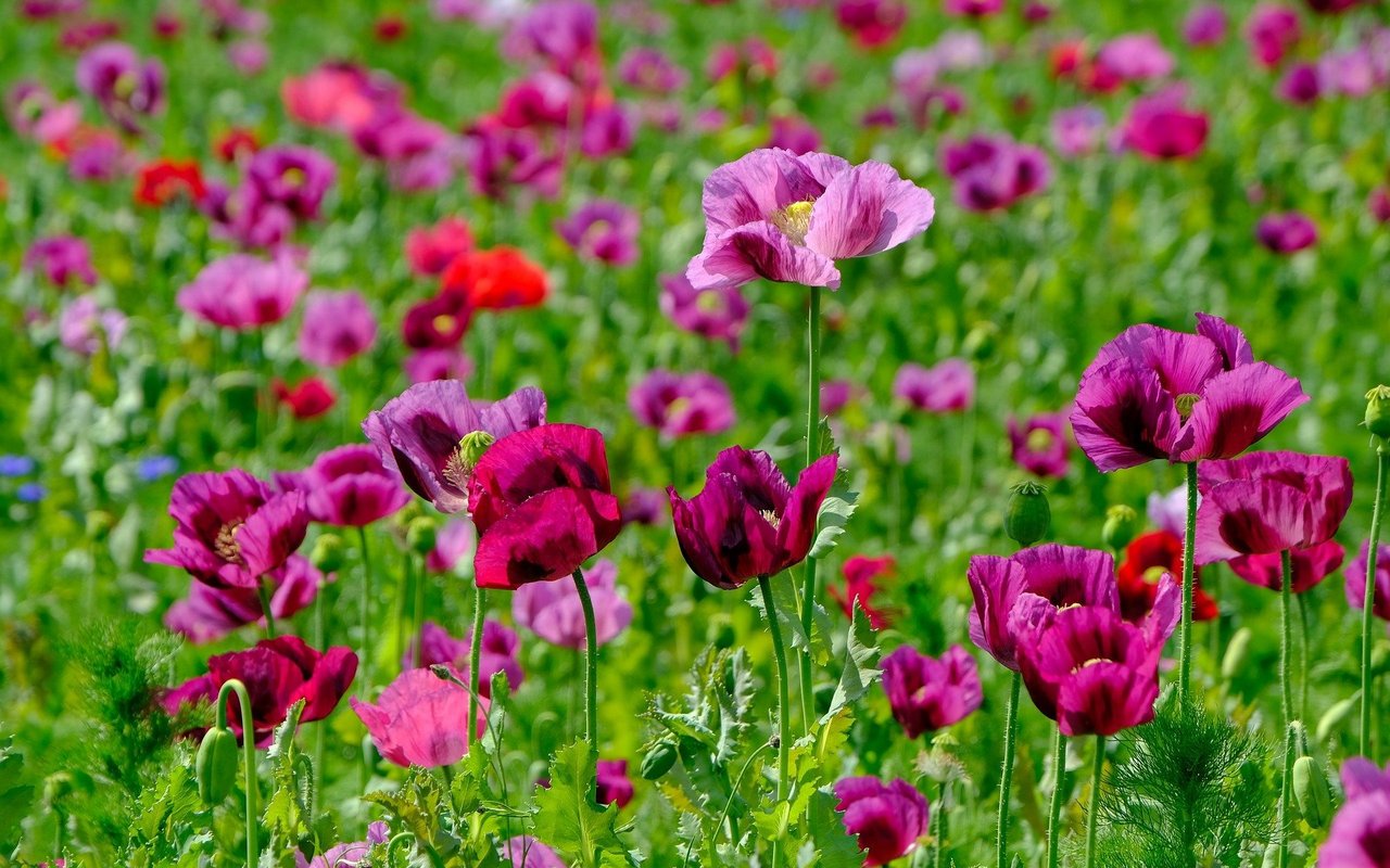 Aus Schlafmohn wird Morphin gewonnen.