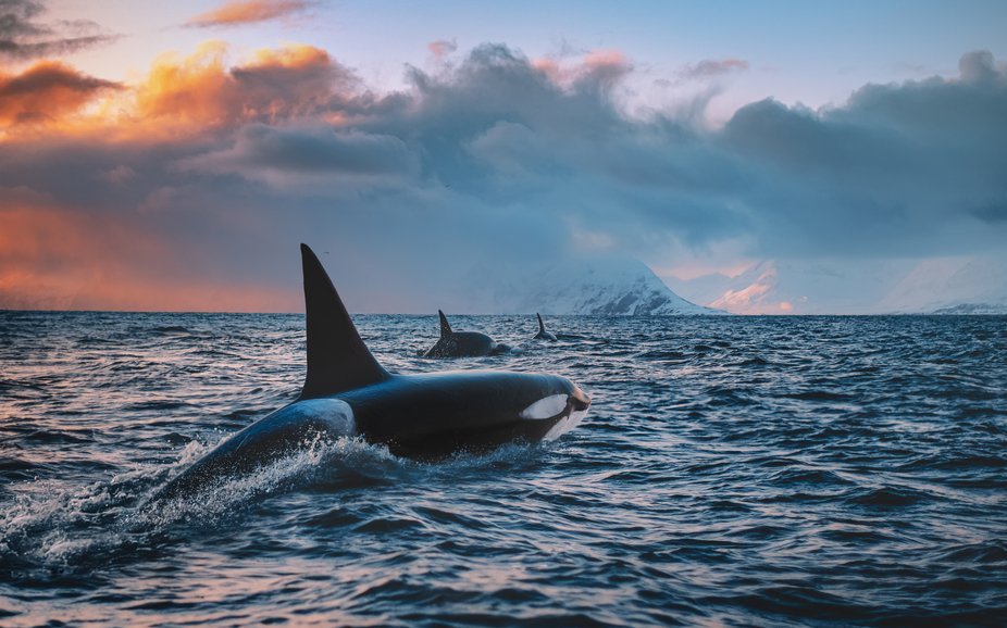 Wissenschaftler sehen Orcas als intelligente Tiere mit ausgeprägtem Sozialverhalten.