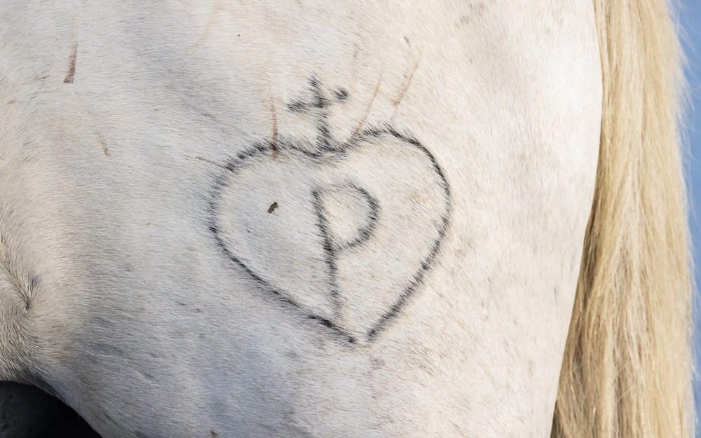 In der Camargue haben Brandzeichen eine grosse Tradition und gehören zum kulturellen Erbe.
