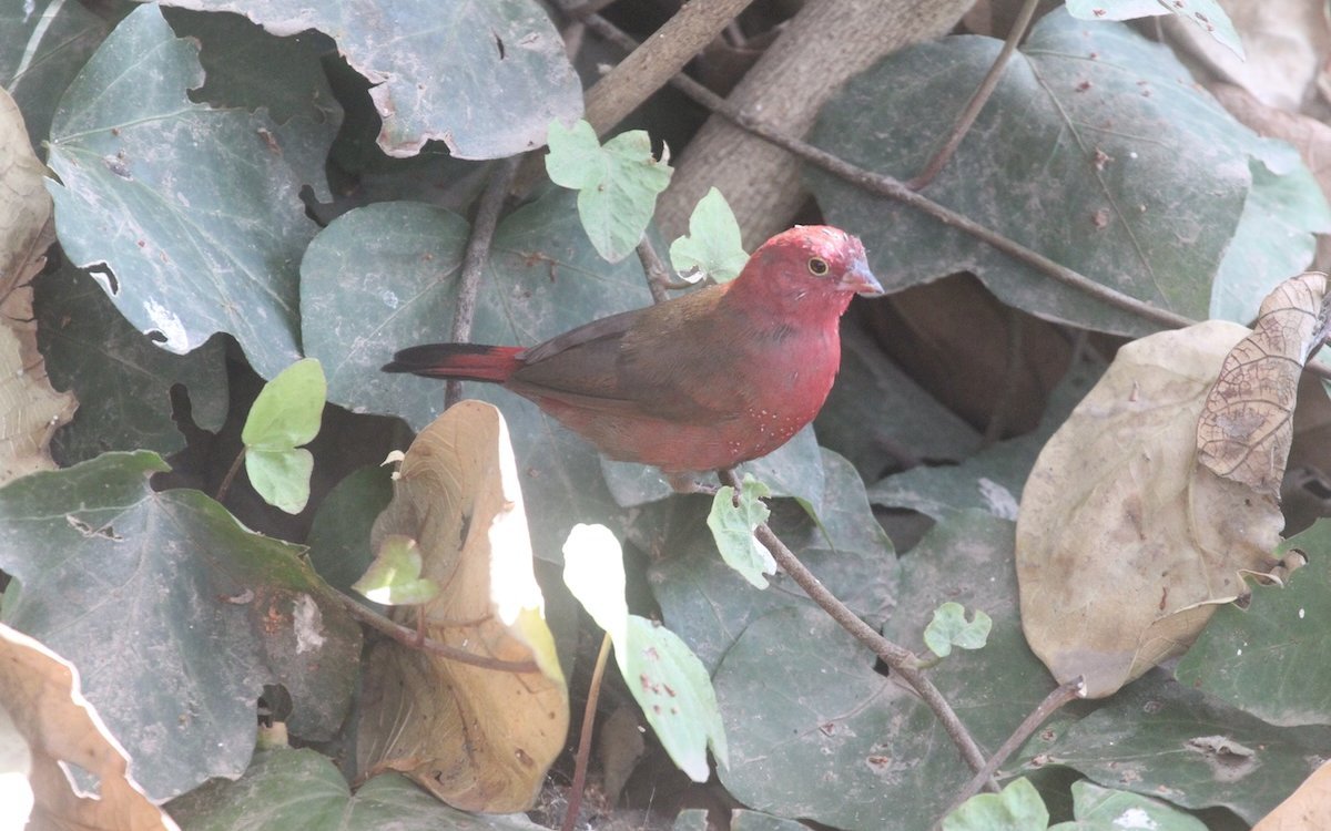 Ein Braunkoppfamarant im Garten eines Hotels am Awasasee im Rift Valey in Äthiopien. Es handelt sich um eine Unterart des fast über ganz Afrika verbreiteten Senegalamaranten. 
