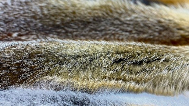 Füchse gehören zu den schönsten heimischen Wildtieren – nicht zuletzt dank ihres unverwechselbaren Fells.
