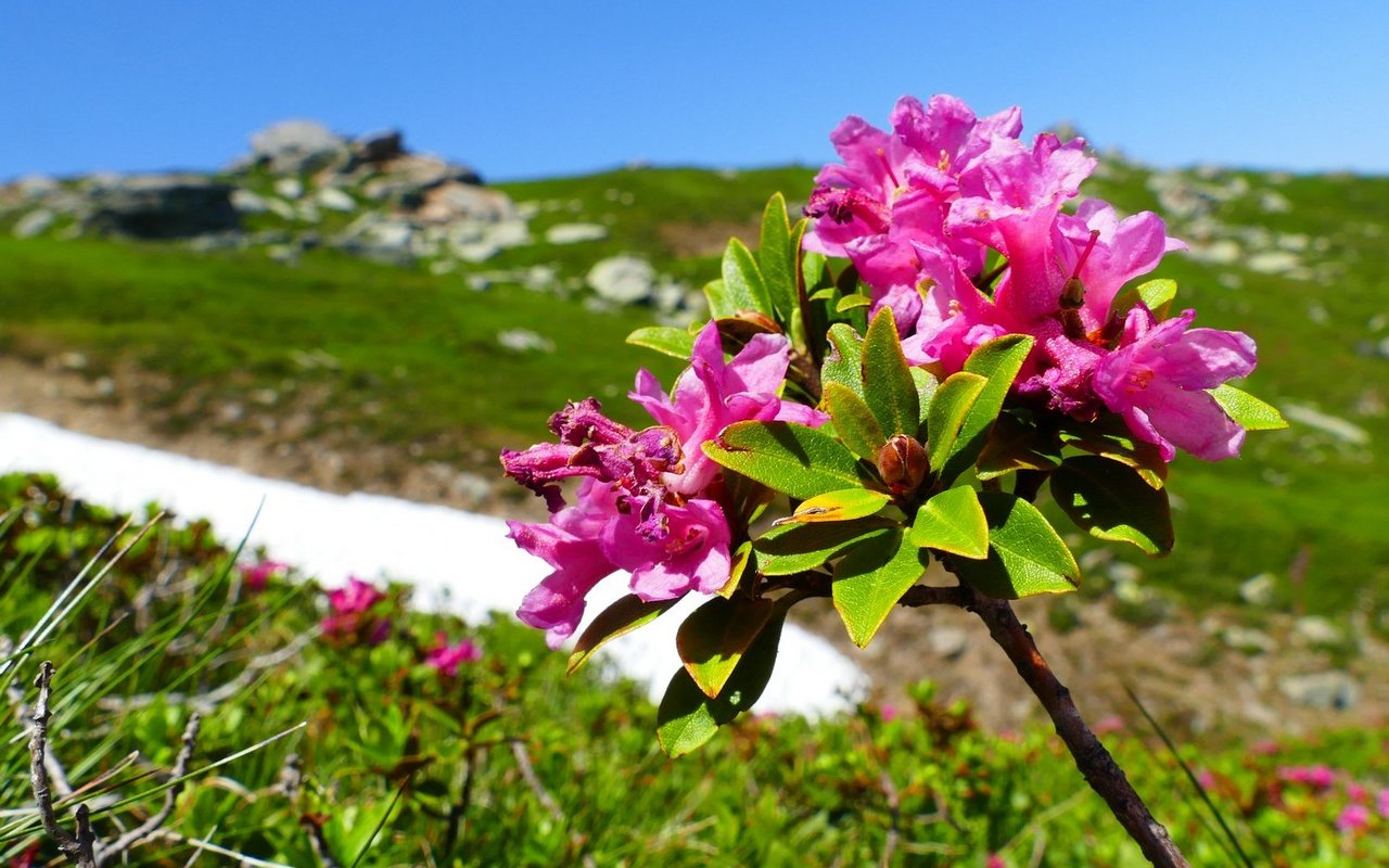 Alpenpflanzen überleben in grosser Höhe, indem sie mit erhöhtem Zuckergehalt im Gewebe Frostschäden verhindern.