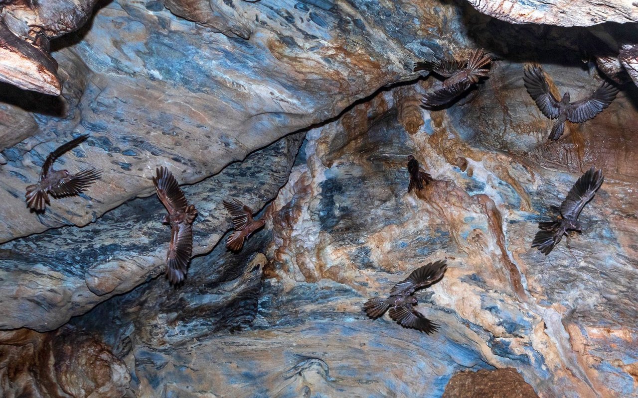 Fettschwalme sind Vögel, die in Höhlen brüten und zur Orientierung in der Dunkelheit eine einfache Art der Echoortung anwenden. 