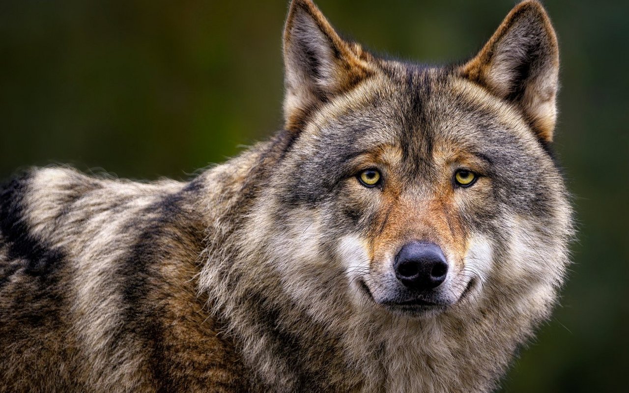 Kaum ein Tier erhitzt hierzulande die Gemüter so sehr wie der Wolf.
