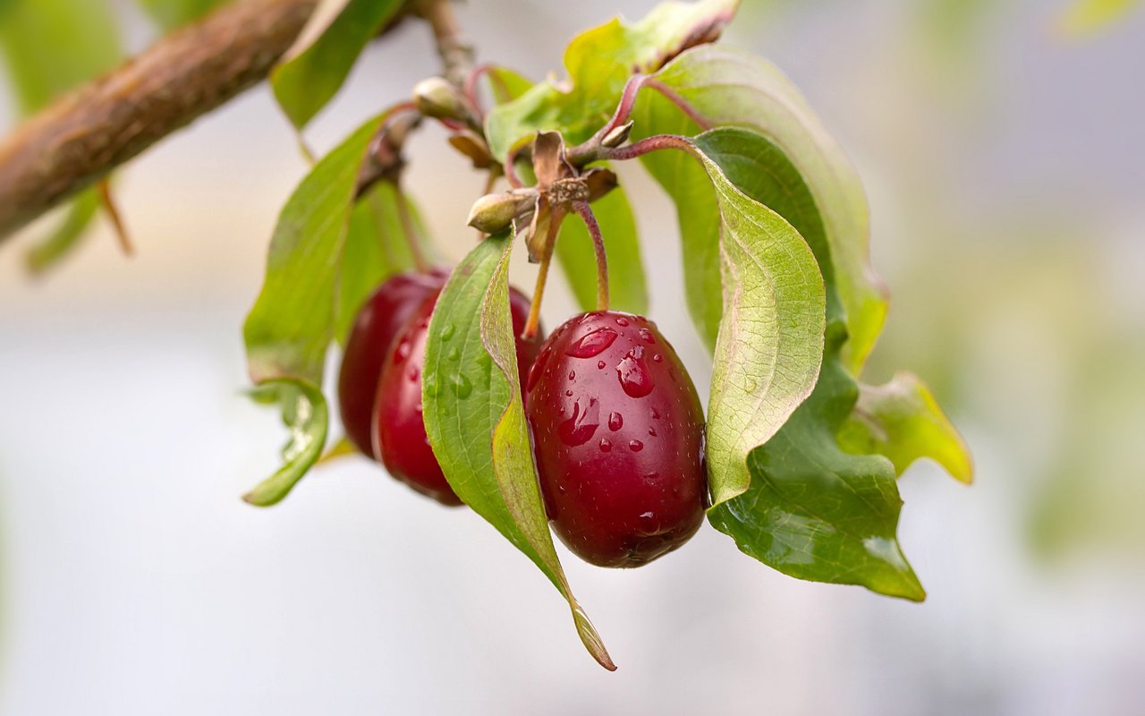 Kornelkirsche (Cornus mas)