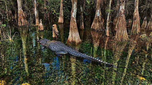 In Florida trifft man bei einer Sumpftour sehr wahrscheinlich auch auf  Alligatoren.