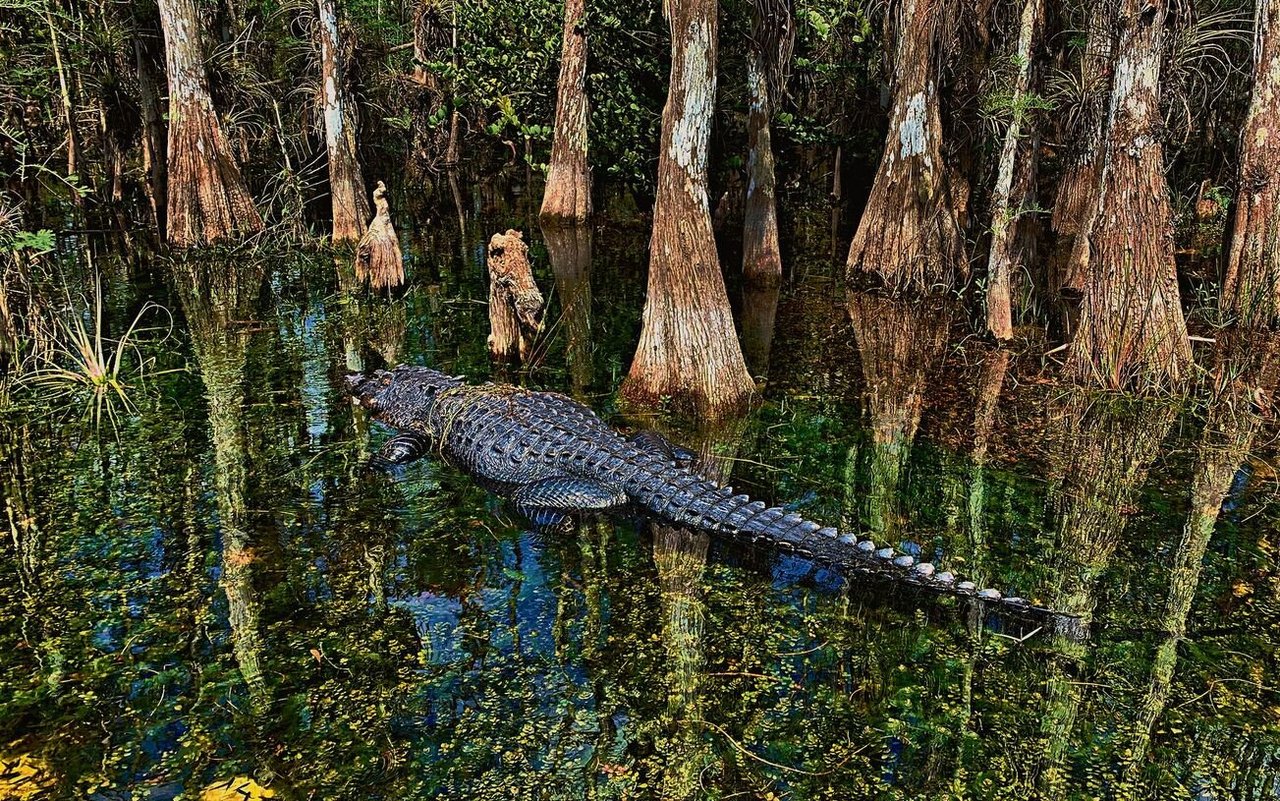 In Florida trifft man bei einer Sumpftour sehr wahrscheinlich auch auf  Alligatoren.