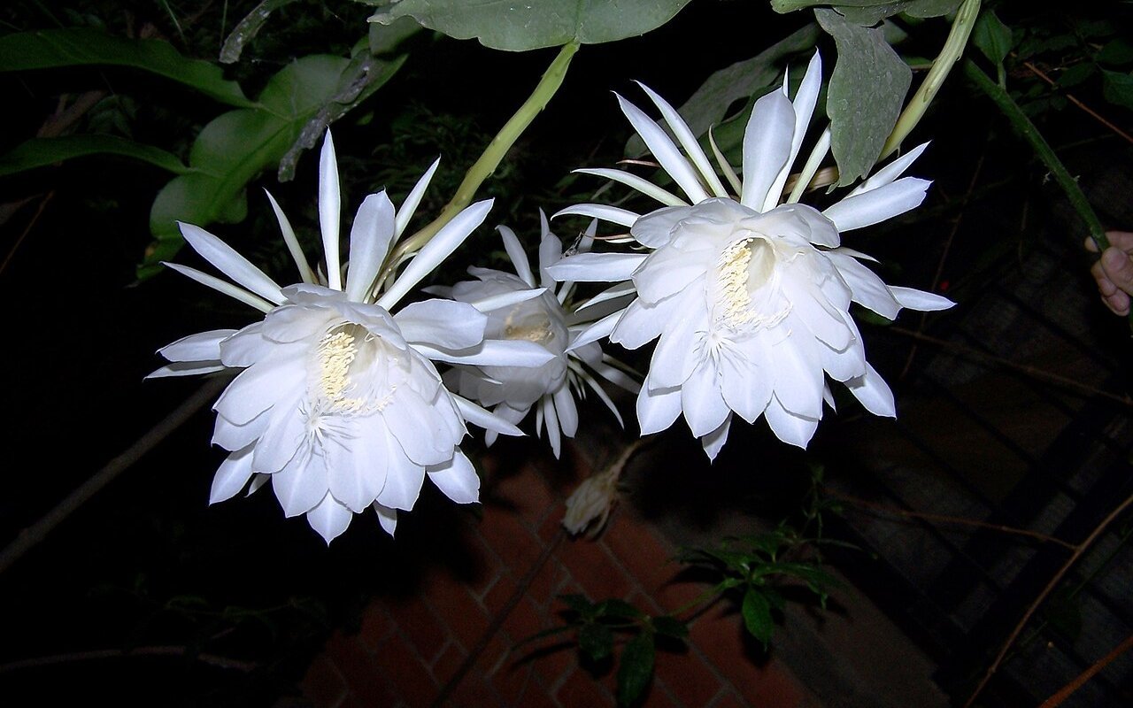 Die Kadupul-Blume blüht nur eine Nacht.