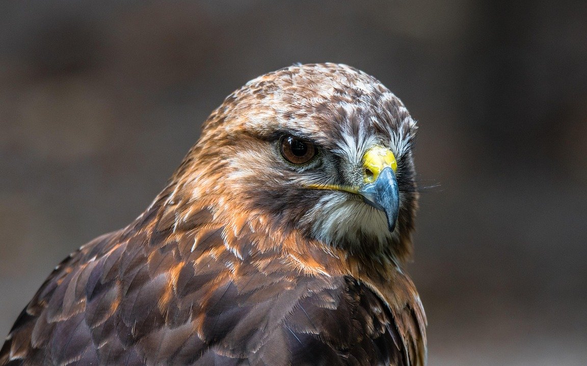 Mäusebussard