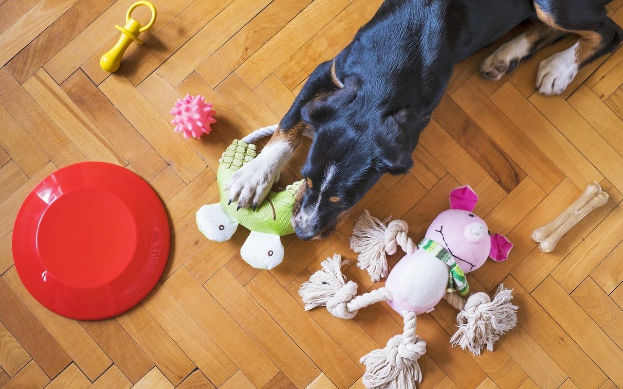 Manche Hunde kennen die Namen aller ihrer Spielzeuge.