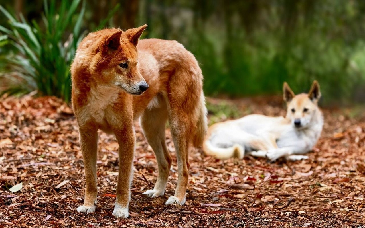 Der Dingo ist eine eigene, verwilderte Tierart, die von Hunden abstammt.