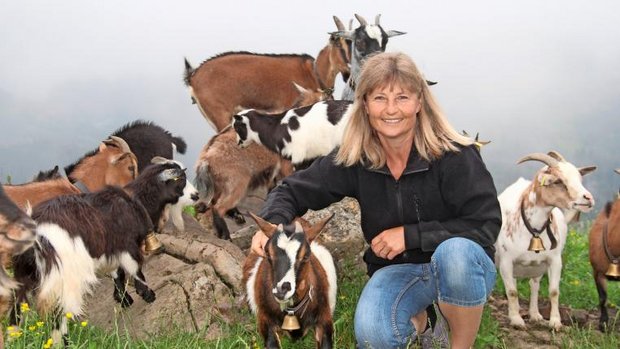 Ziegen auf der Alp