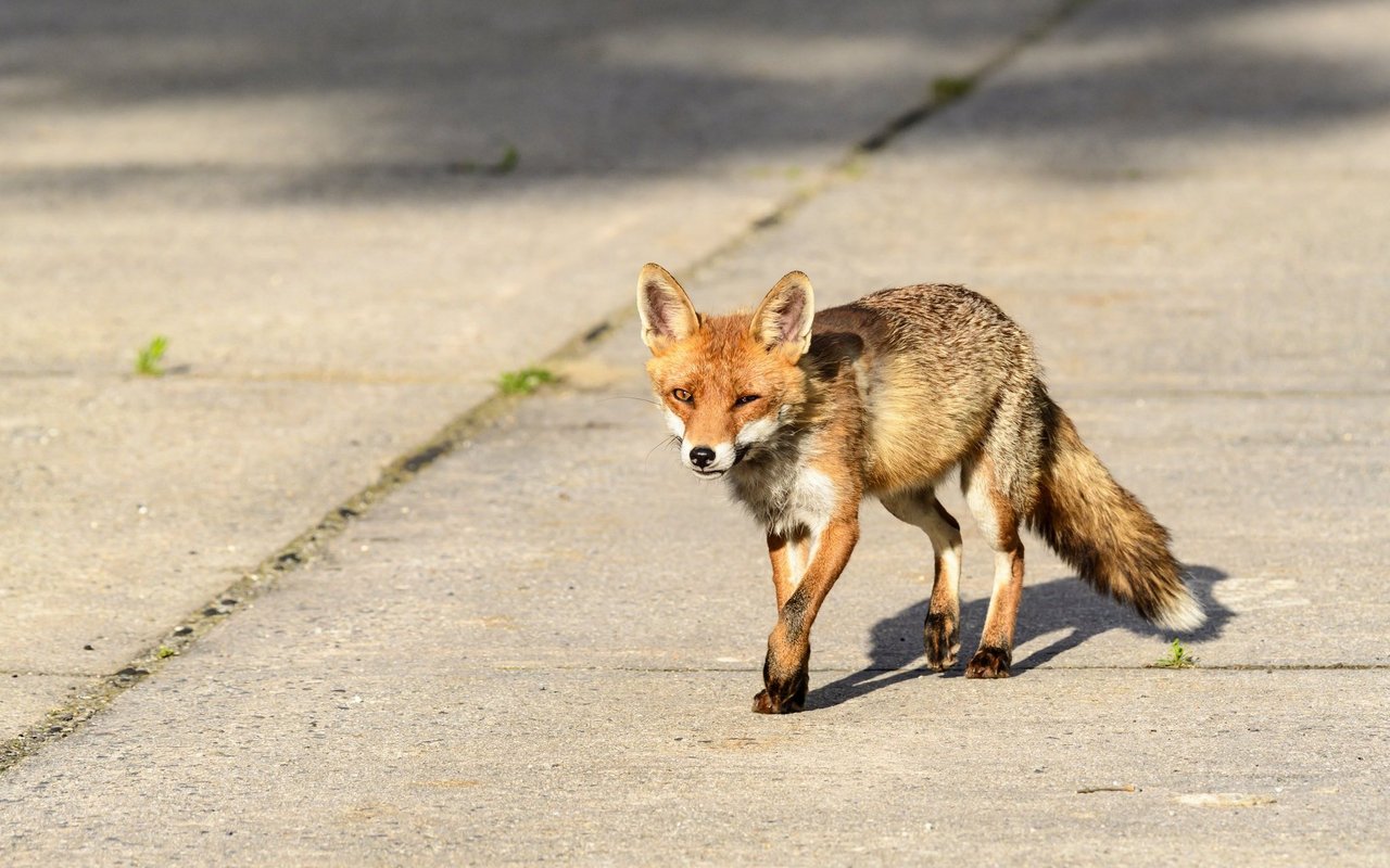 Den Fuchs trifft man nicht mehr nur im Wald an. 