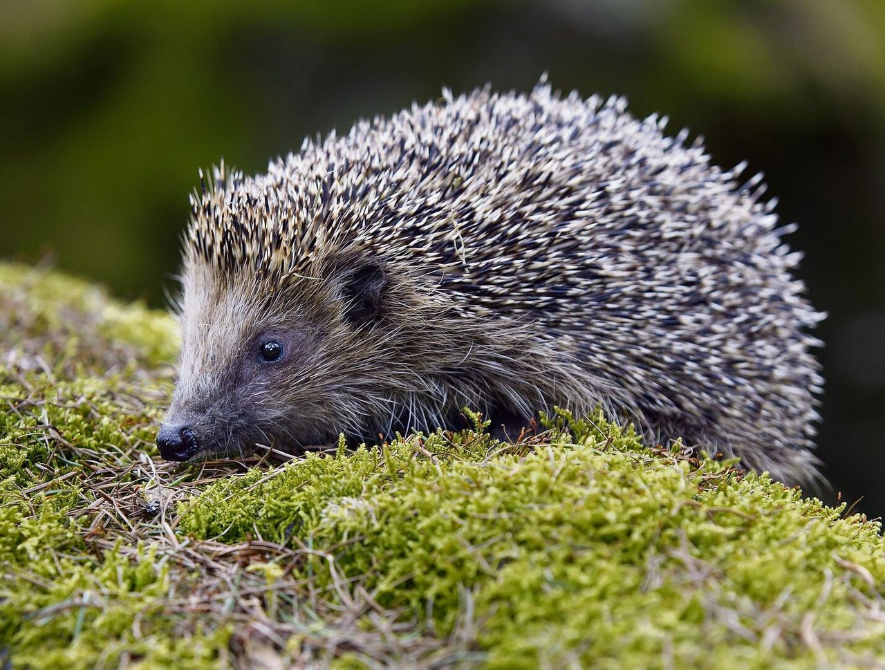 Wenn der Winter naht, frisst sich der Igel ein Fettpolster an.