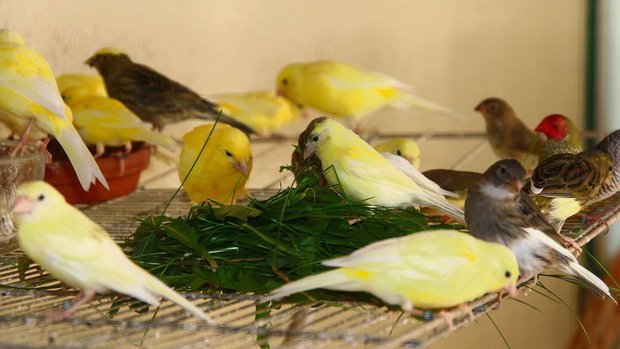 Kanarienvögel und Prachtfinkenarten freuen sich über Gräser aus der Natur.