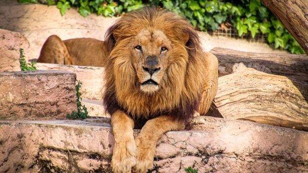 Löwe im Zoo von Barcelona