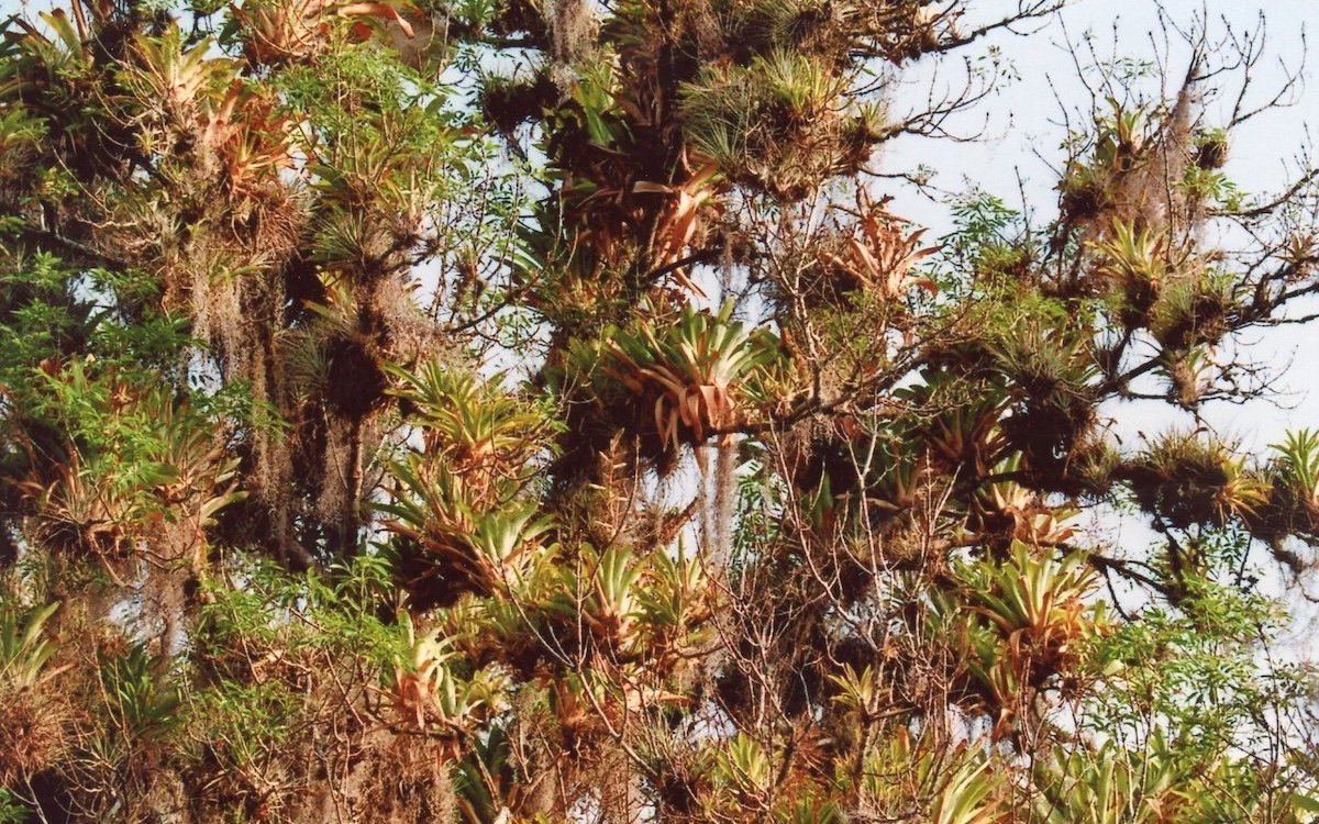 Die von Epiphyten besetzte Kronenschicht des Regenwalds ist der Lebensraum des Fächerpapageis. 