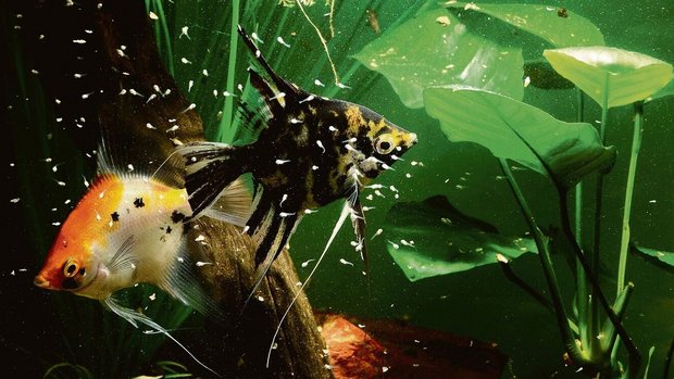 Dieses Skalarenpaar betreut die Jung-schar, die um sie herum schwimmt. Beim Elternpaar handelt es sich um Farb- und Zuchtformen, wie sie heute häufig im Zoofachhandel zu finden sind. 