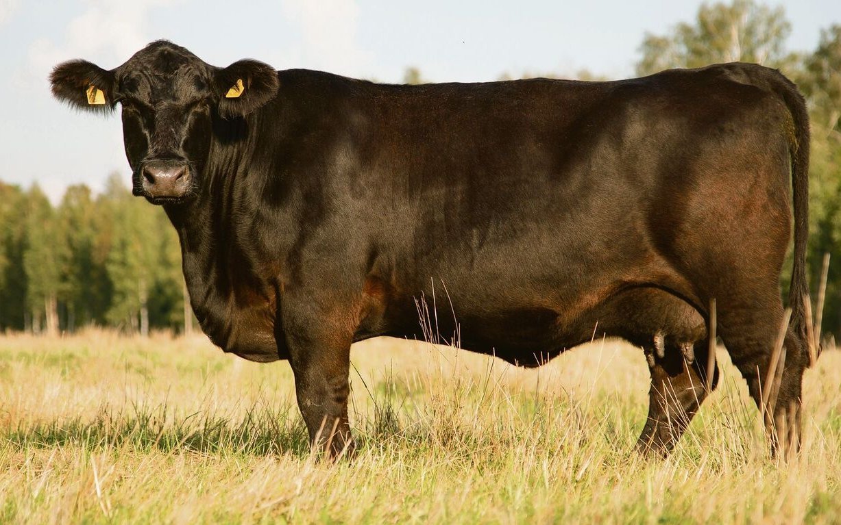Angus. 