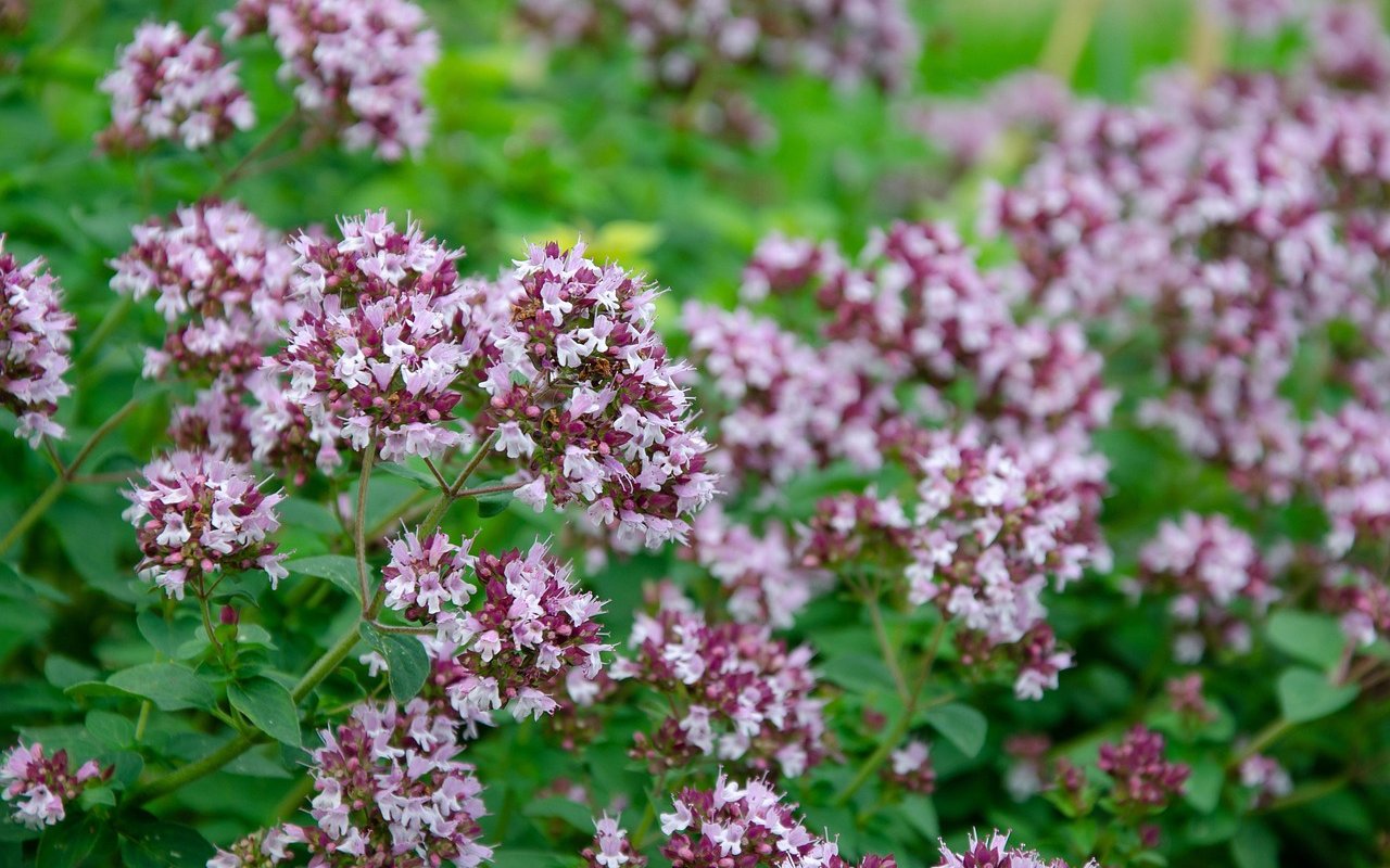 Oregano / Dost