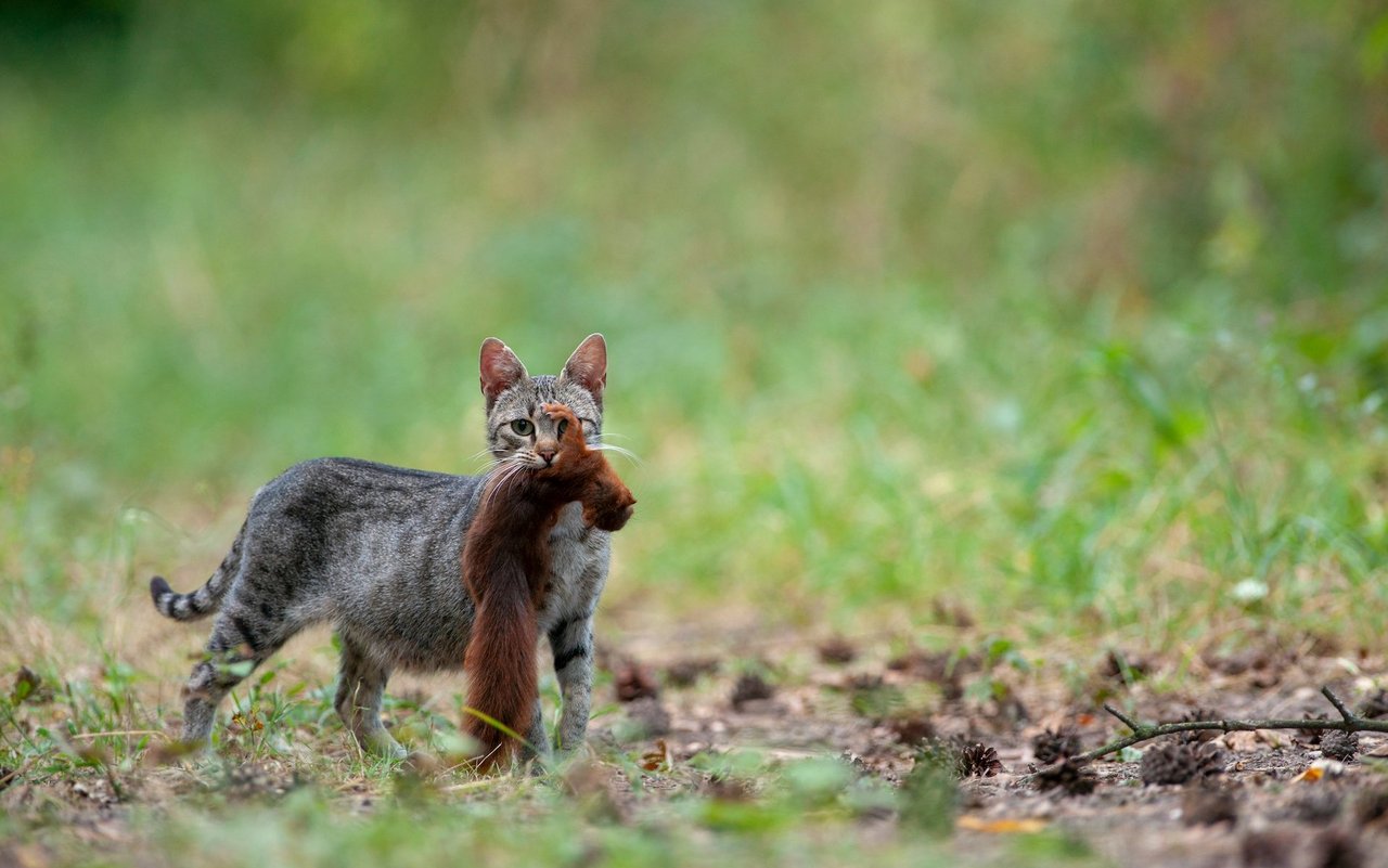 Katzenspeichel ist hoch infektiös. Wunden, die durch die Samtpfoten zugefügt wurden, müssen tierärztlich untersucht und das Tier mit Antibiotika behandelt werden.