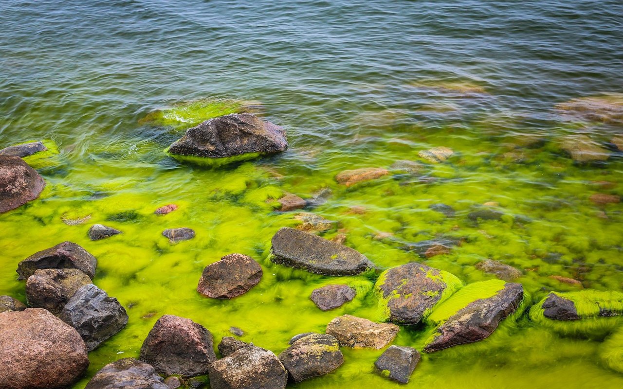 Bei Blaualgen im Wasser sollte man immer aufpassen.