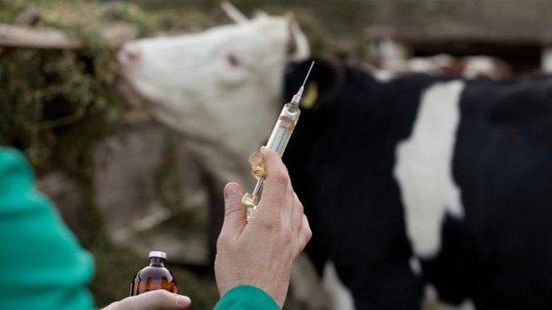 Tierarzt mit Spritze vor Kuh