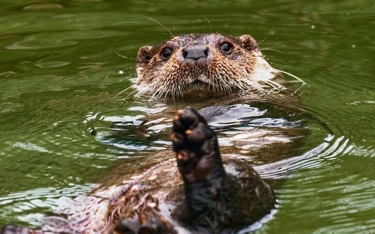 Fischotter führen ein sehr heimliches Leben und verziehen sich bei Störungen.  