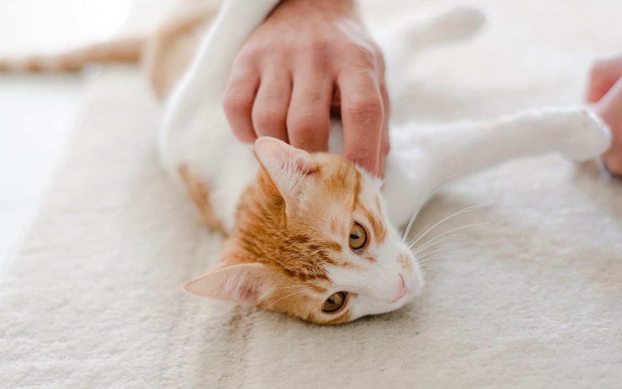 Wer eine Rassenkatze möchte, hat die Qual der Wahl.